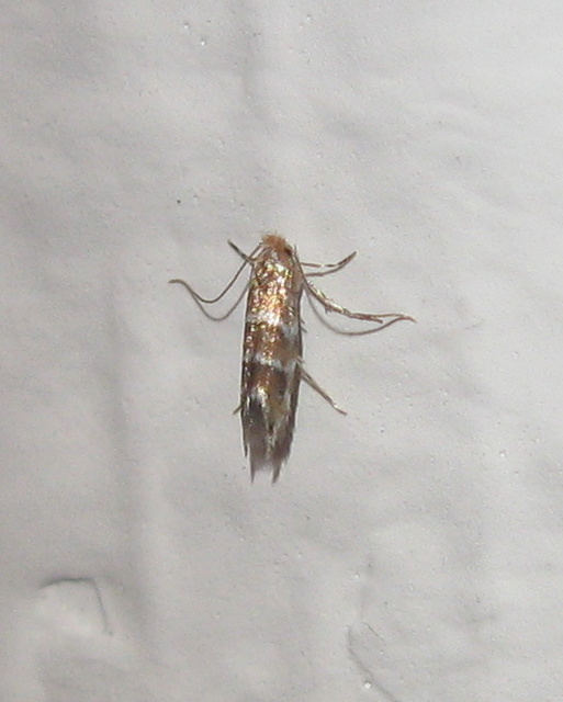 Cameraria ohridella - vadgesztenye-sátorosmoly