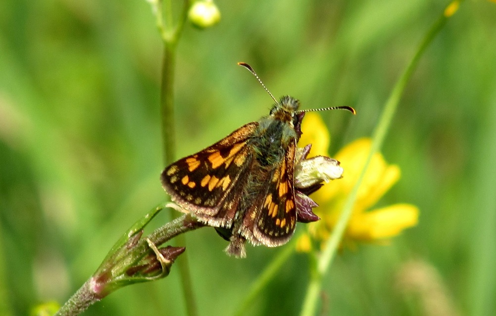 Carterocephalus palaemon - kockás busalepke