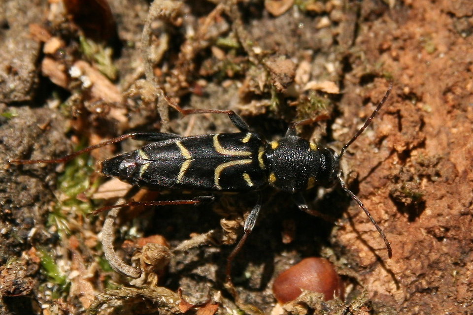 Xylotrechus antilope - fürge darázscincér