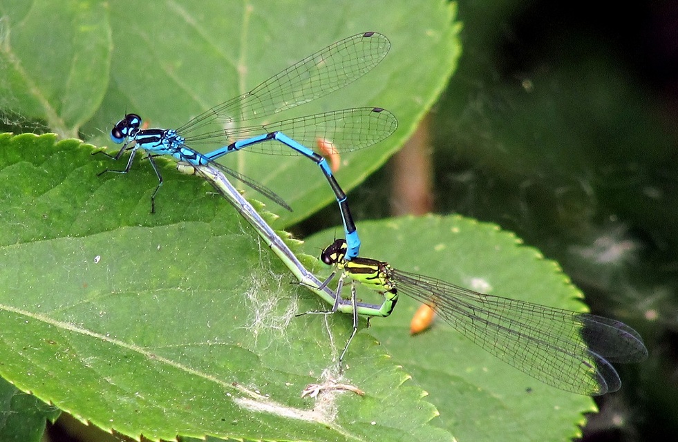 Coenagrion puella - azúrkék légivadász