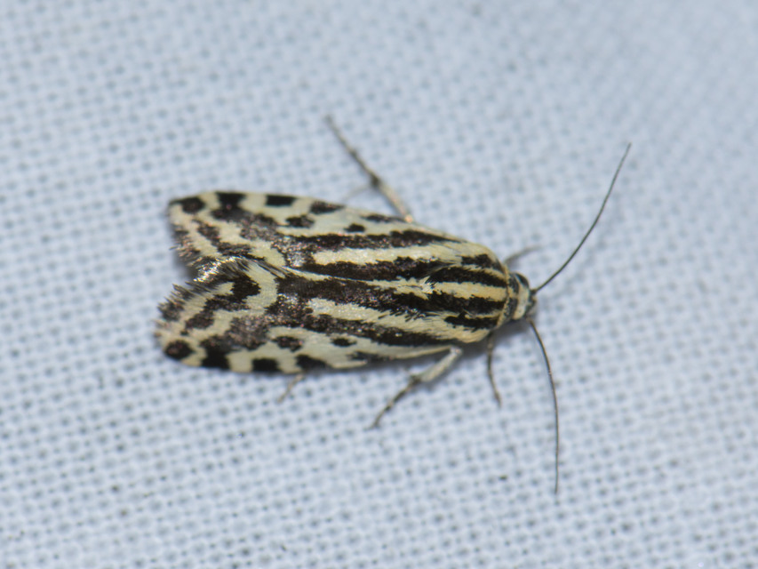 Emmelia trabealis - zebrabagoly