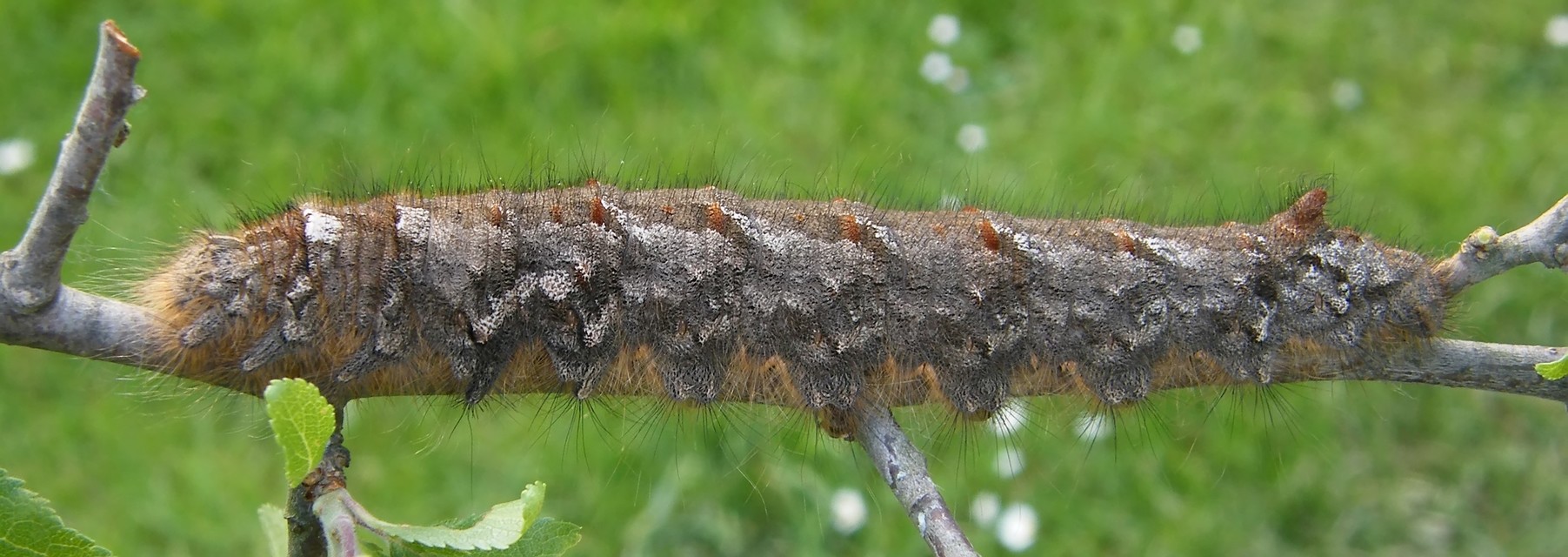 Gastropacha quercifolia - tölgylevélpohók