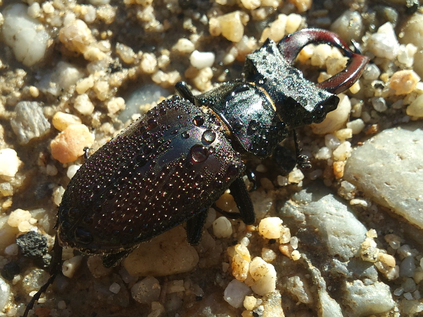 Lucanus cervus - nagy szarvasbogár