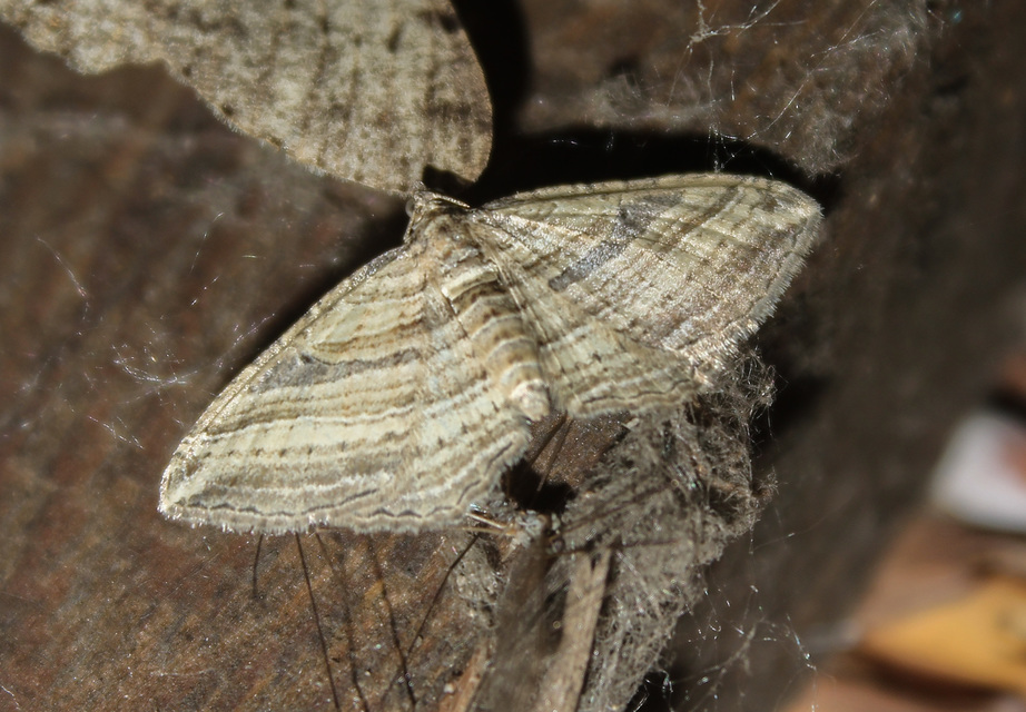 Costaconvexa polygrammata - soksávú araszoló