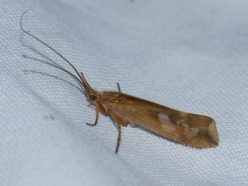 Trichoptera - Tegzesek