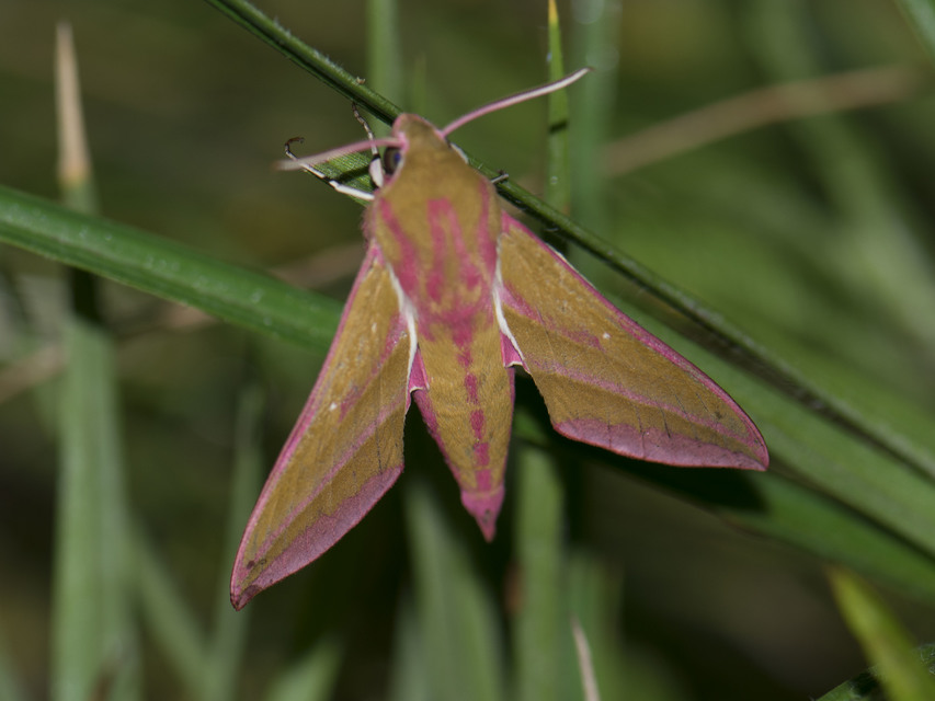 Deilephila elpenor - szőlőszender