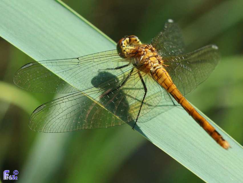 Sympetrum sanguineum - vörös katona-szitakötő