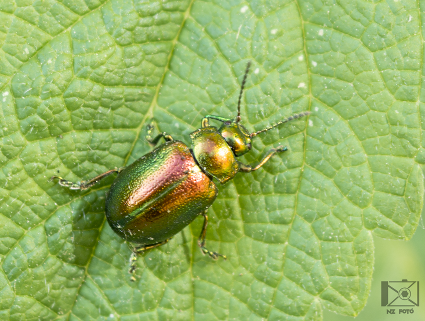 Chrysolina graminis - zöld varádicslevelész