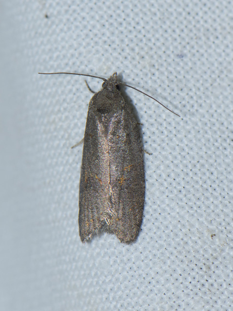 Tortricinae