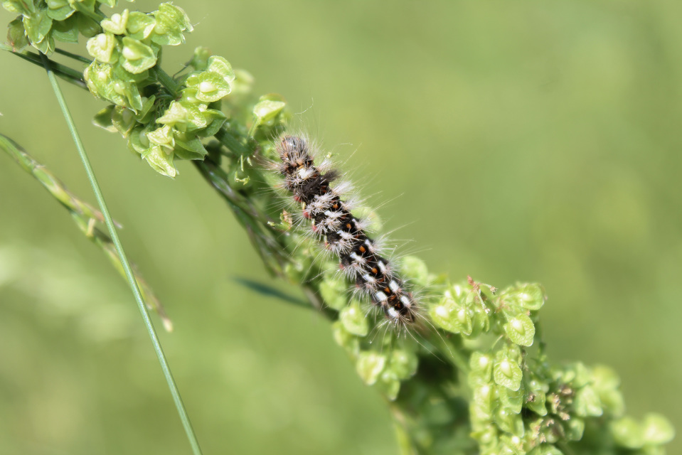 Acronicta rumicis - sóska-szigonyosbagoly Acronicta rumicis - sóska-szigonyosbagoly