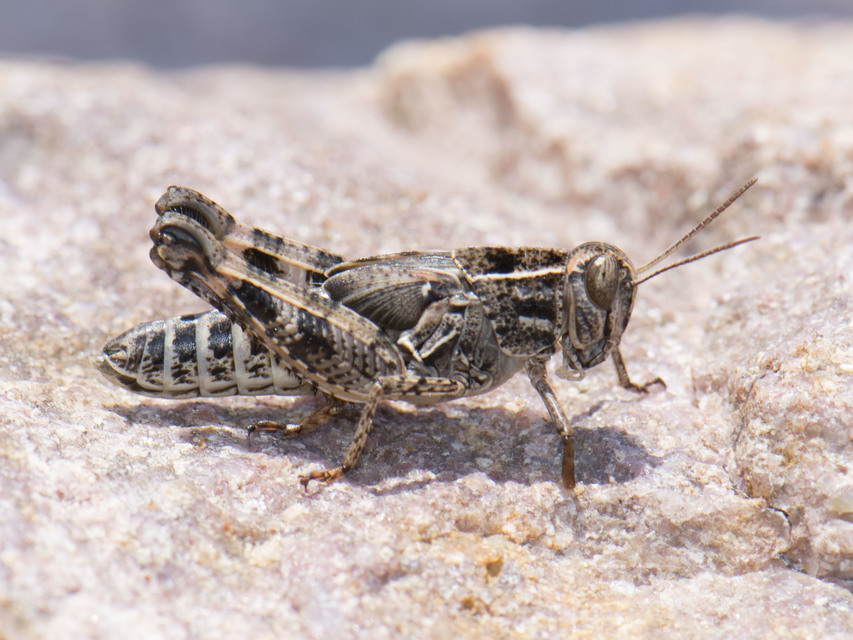 Calliptamus italicus - olaszsáska Calliptamus italicus - olaszsáska