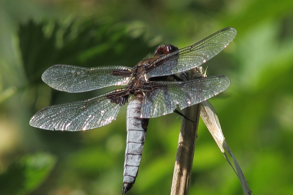 Libellula depressa - széles laposacsa