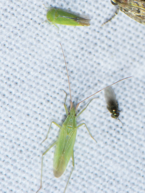 Trigonotylus
