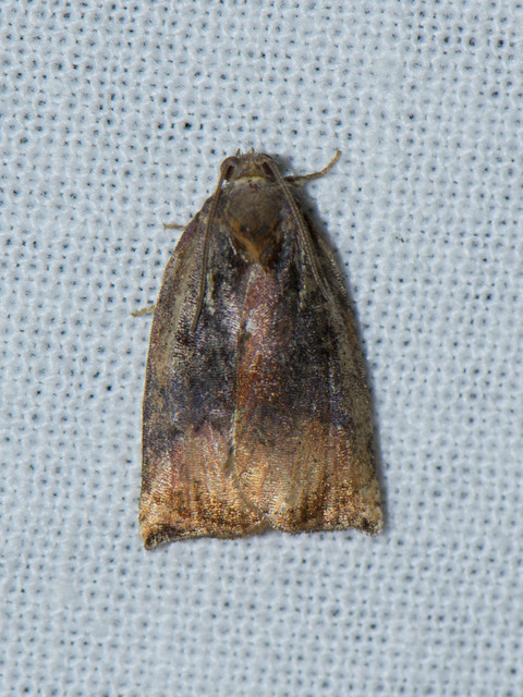 Archips podana - dudvarágó sodrómoly