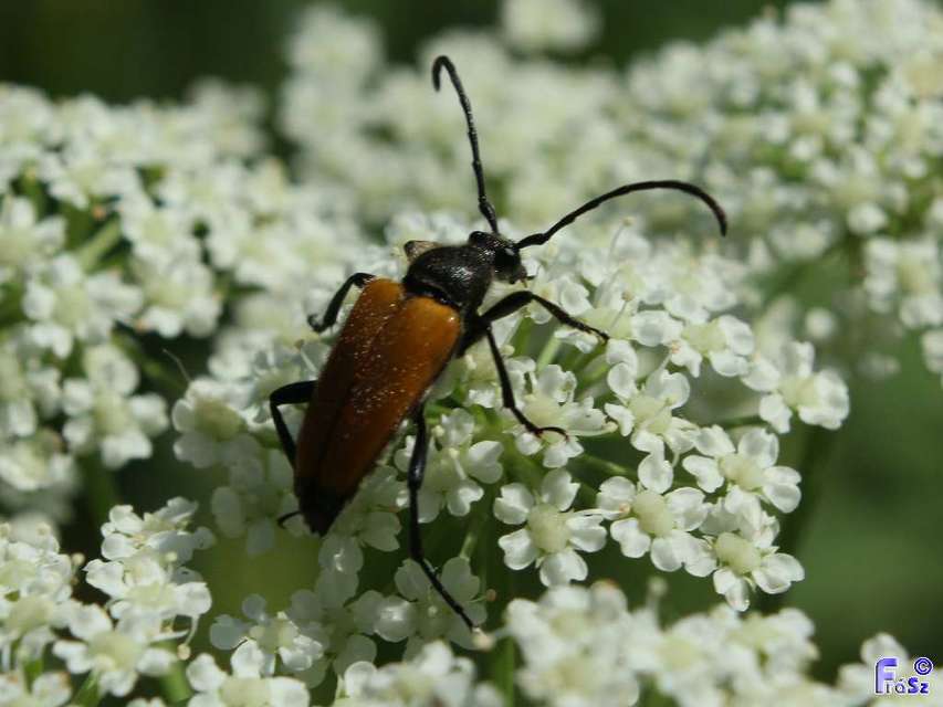 Stictoleptura fulva - vörhenyes virágcincér