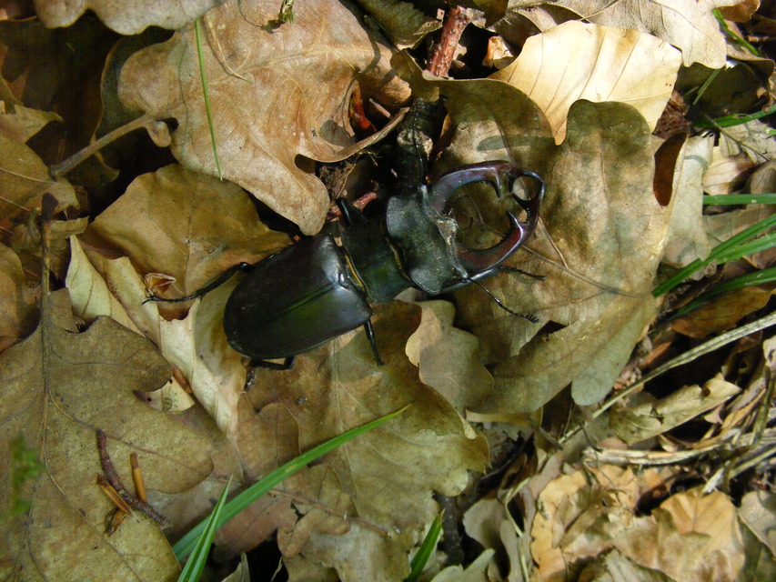 Lucanus cervus - nagy szarvasbogár