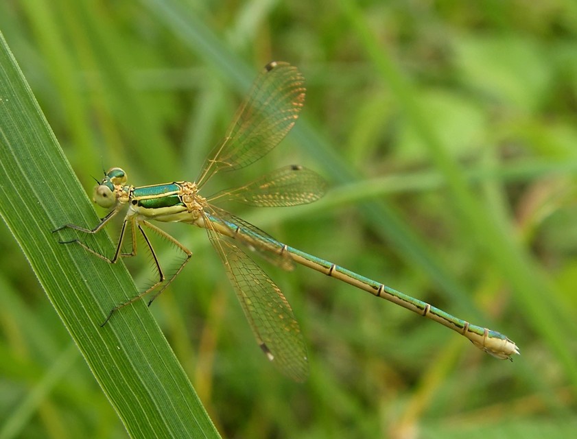 Lestes barbarus - foltosszárnyjegyű rablószitakötő