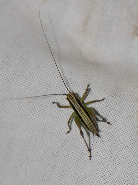 Pachytrachis gracilis - karcsú szöcske Pachytrachis gracilis - karcsú szöcske