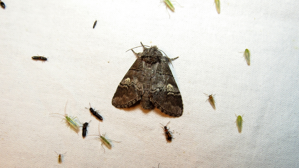 Drymonia querna - tölgyfa-púposszövő