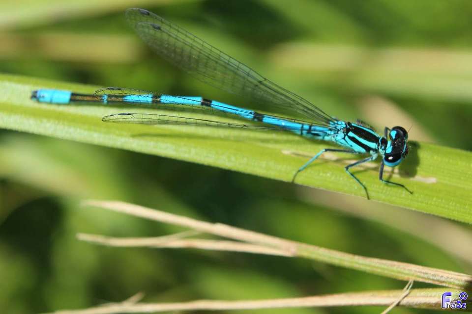 Coenagrion puella - azúrkék légivadász