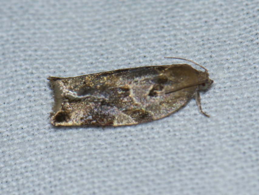Argyrotaenia ljungiana - ékes sodrómoly