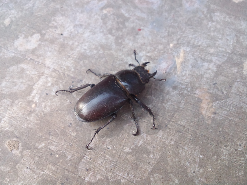 Lucanus cervus - nagy szarvasbogár