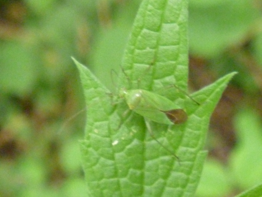 Calocoris