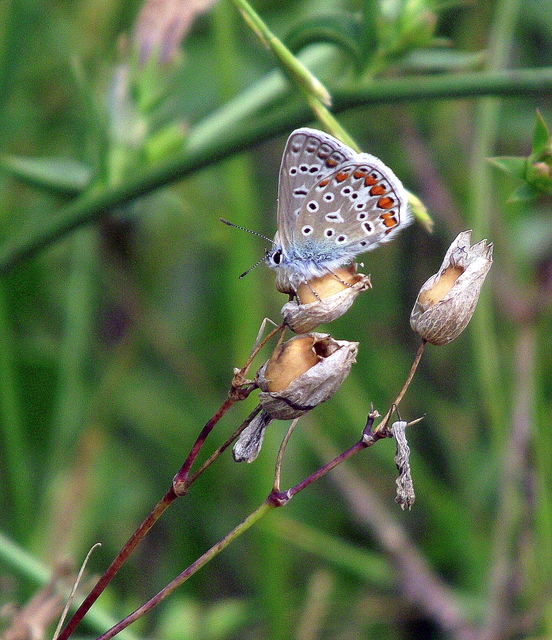 Polyommatus icarus - közönséges boglárka