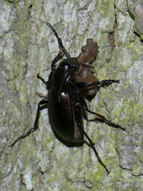 Carabus scheidleri - változó futrinka Carabus scheidleri - változó futrinka