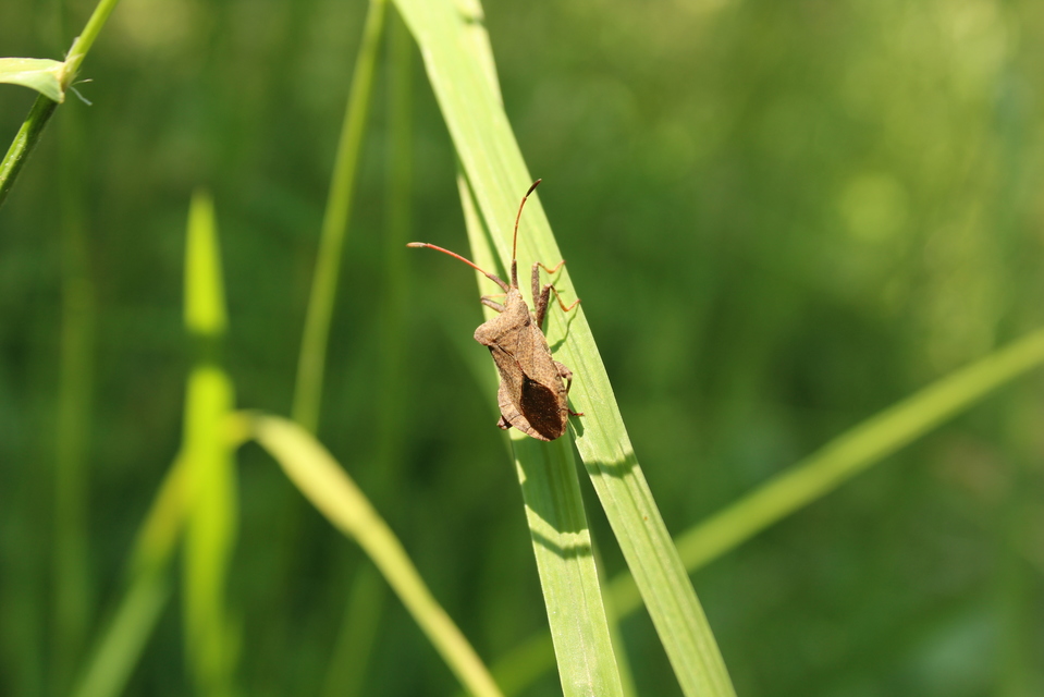 Coreus marginatus - közönséges karimáspoloska