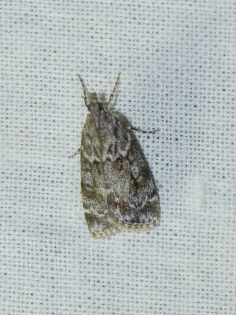 Eudonia