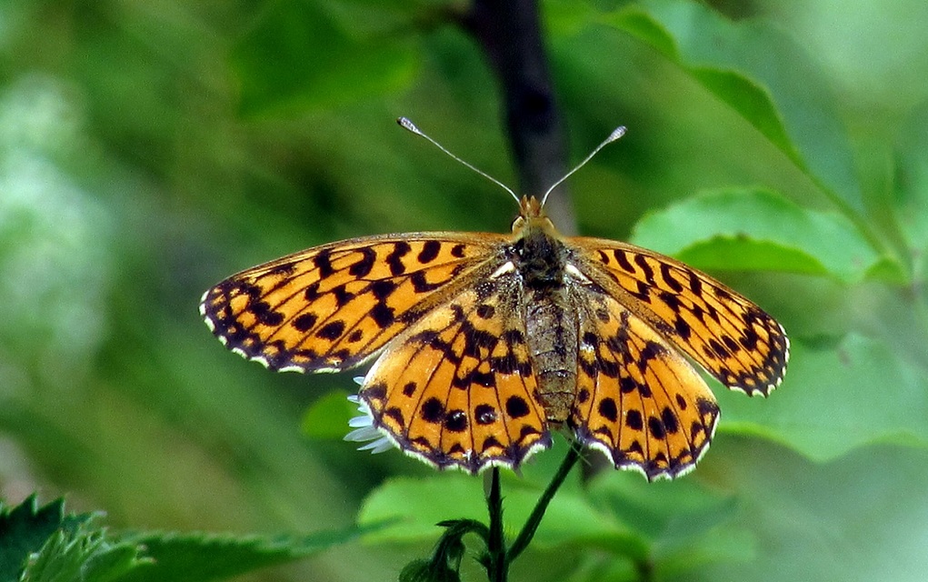 Boloria dia - kis gyöngyházlepke