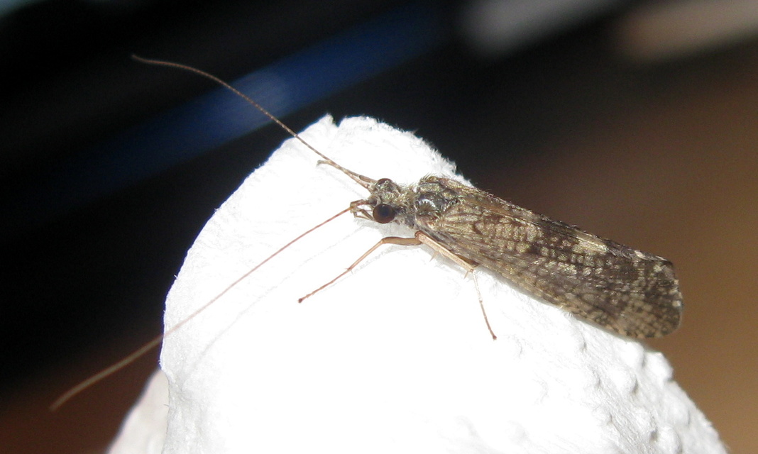 Trichoptera - Tegzesek
