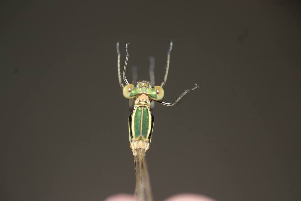 Lestes barbarus - foltosszárnyjegyű rablószitakötő