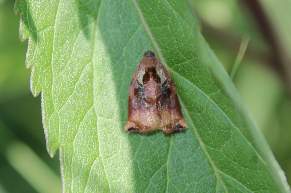 Archips podana - dudvarágó sodrómoly