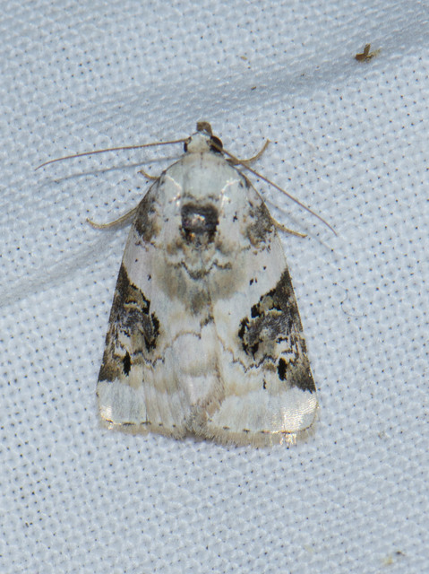 Pseudeustrotia candidula - fehéres apróbagoly