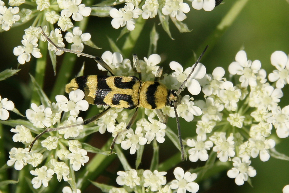 Chlorophorus varius - díszes darázscincér Chlorophorus varius - díszes darázscincér