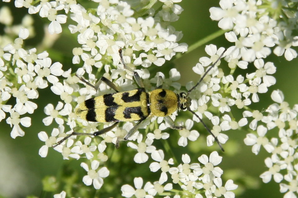 Chlorophorus varius - díszes darázscincér