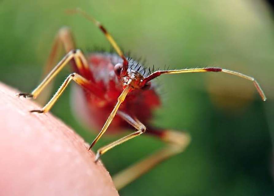 Deraeocoris ruber - vöröses mezeipoloska