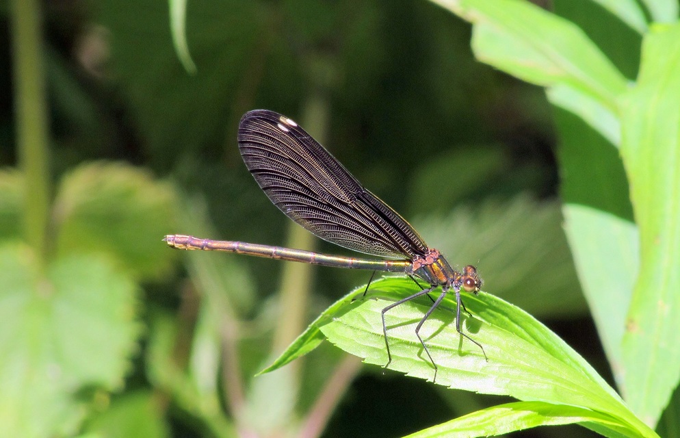 Calopteryx virgo - kisasszony-szitakötő