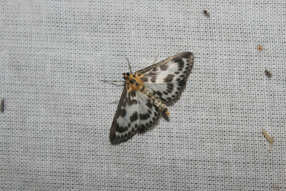 Anania hortulata - tarka csalánmoly