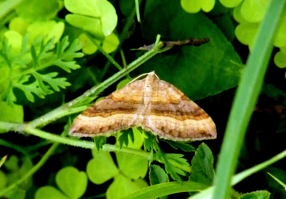 Scotopteryx chenopodiata - libatop-araszoló