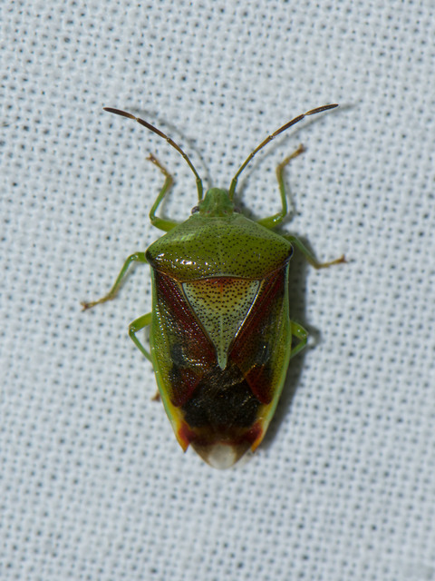 Elasmostethus interstinctus - pirostarka dajkapoloska