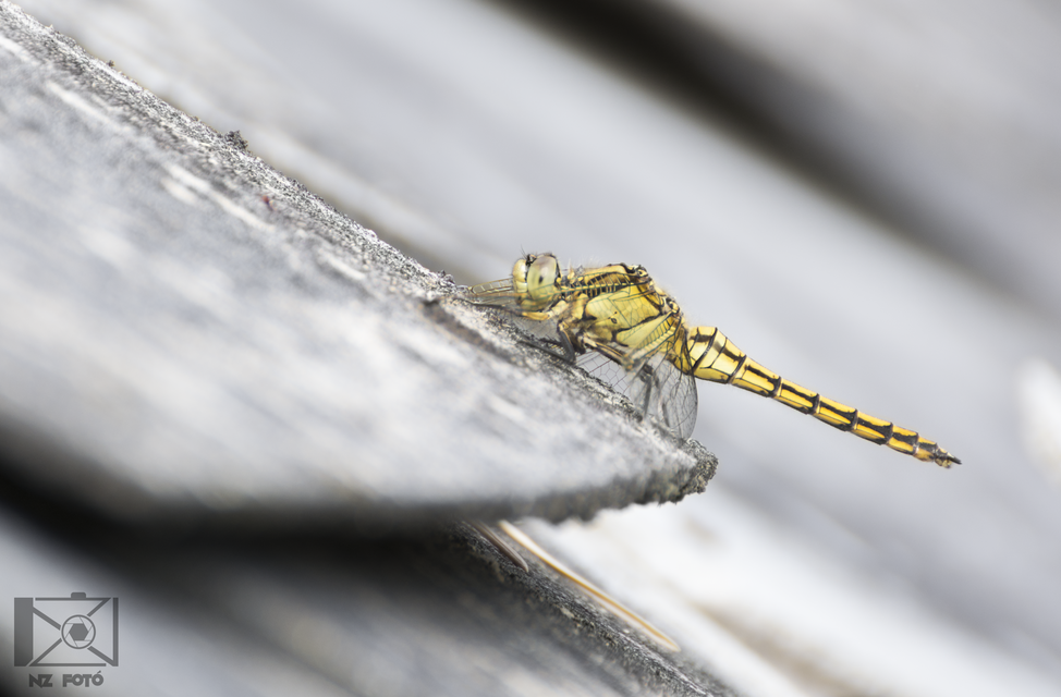 Orthetrum cancellatum - feketefarkú pásztorszitakötő