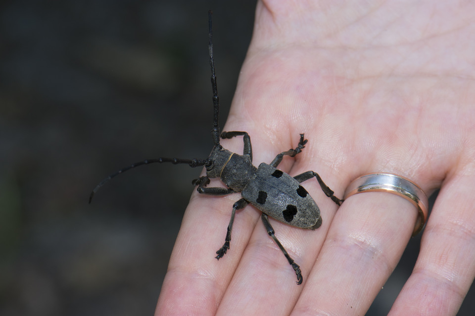 Morimus asper funereus - gyászcincér
