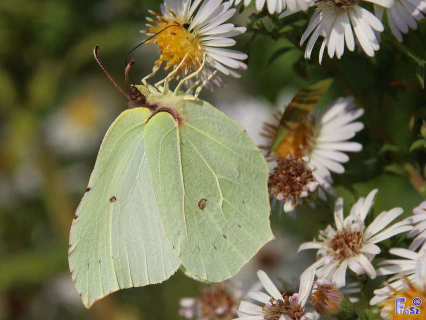 Gonepteryx rhamni - citromlepke