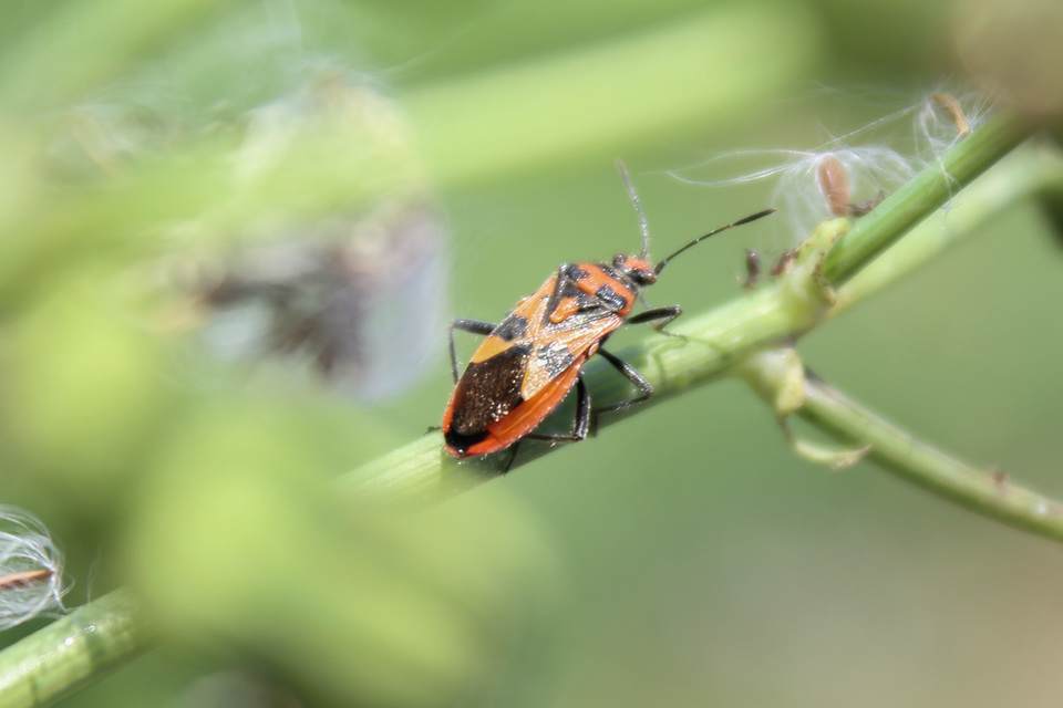 Corizus hyoscyami - piros karimáspoloska