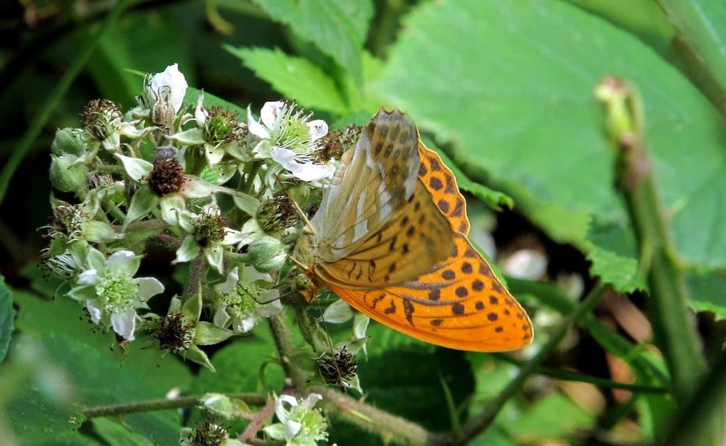Argynnis paphia - nagy gyöngyházlepke