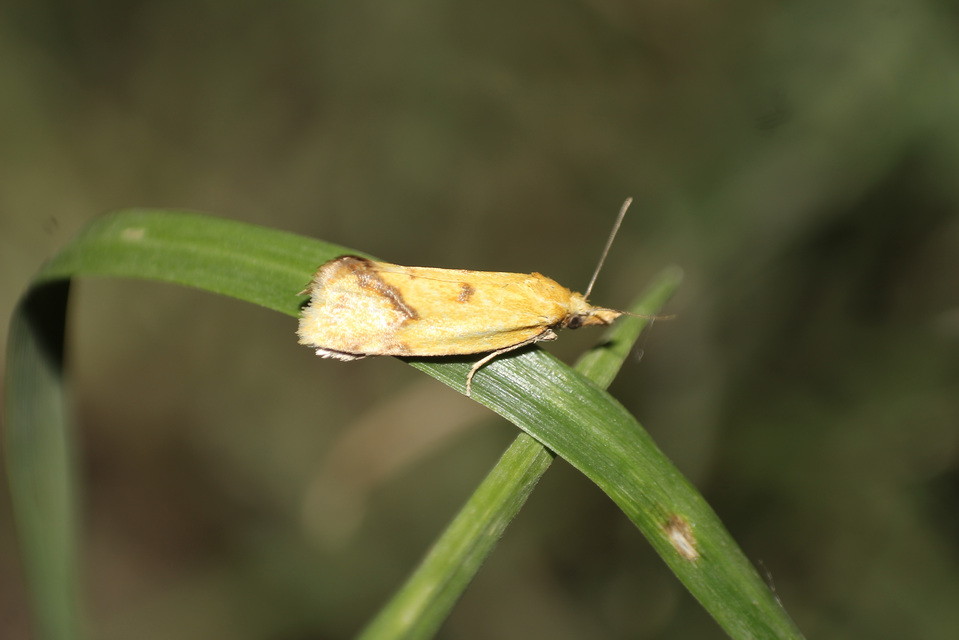 Agapeta hamana - közönséges sárgamoly