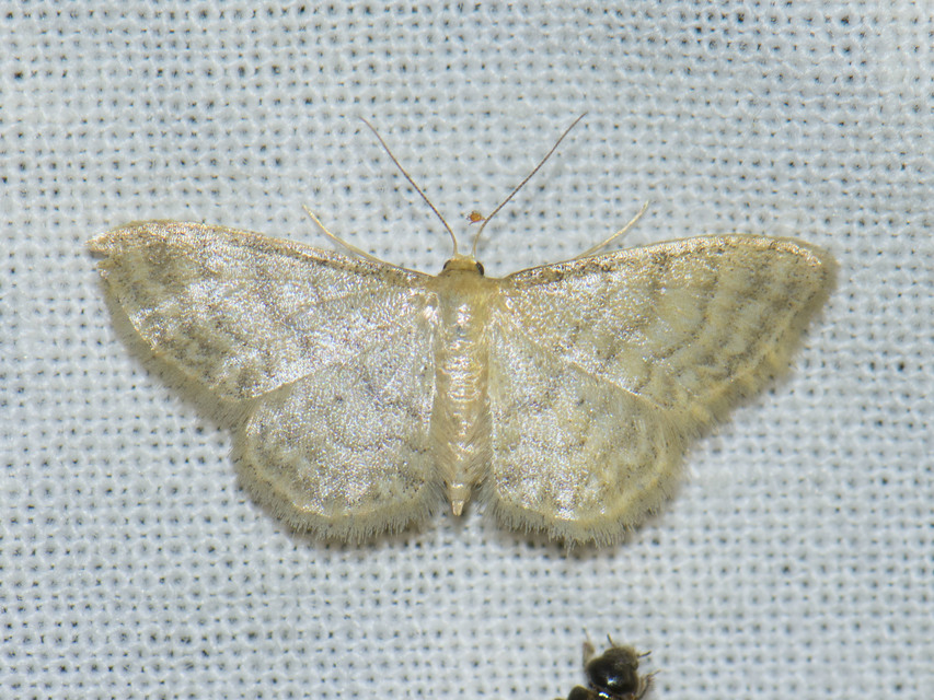 Idaea dilutaria - napvirág-apróaraszoló